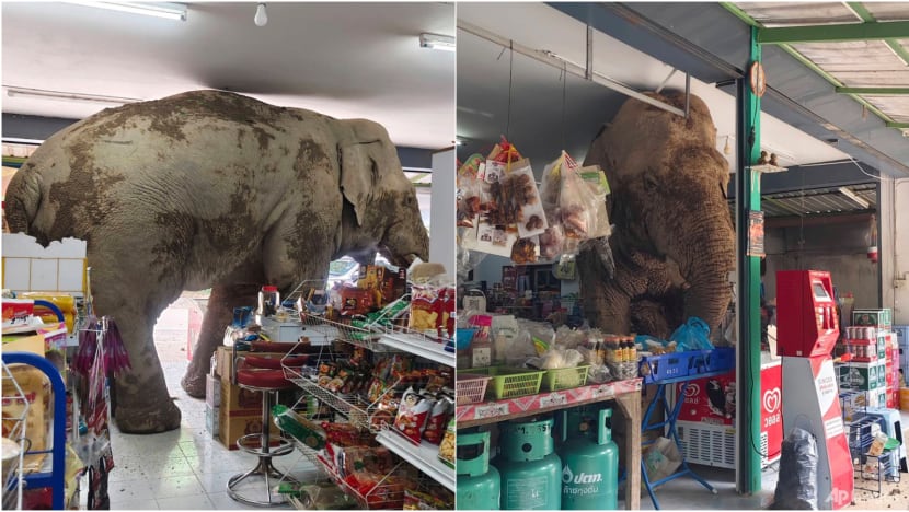Hungry wild elephant raids grocery store in Thailand for snacks Hungry wild elephant raids grocery store in Thailand for snacks