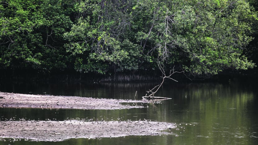 Explainer: Why we need to use nature in the fight against climate change