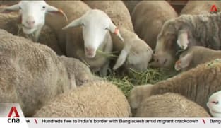Hari Raya Haji: Korban rituals for 4 Singapore mosques affected by livestock delay 