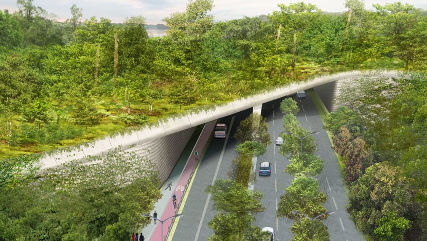 Reducing roadkill: New wildlife bridge for animals to cross Mandai Lake Road safely ready by December