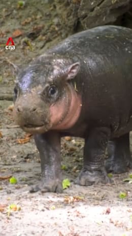 Berlin zoo's baby pygmy hippo named 'Bread Roll'