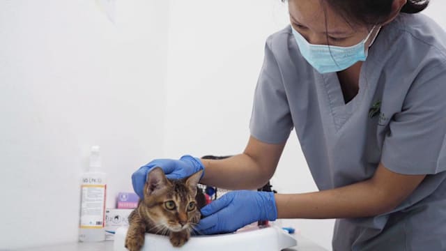 宠物猫执照过渡期今结束 明起无照养猫违法