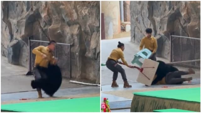 杭州野生动物园表演发生意外 黑熊扑倒饲养员并撕咬