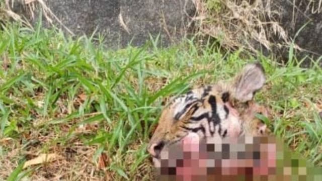马国马来虎被车撞死 牙齿爪子尾巴皮肤疑被盗取