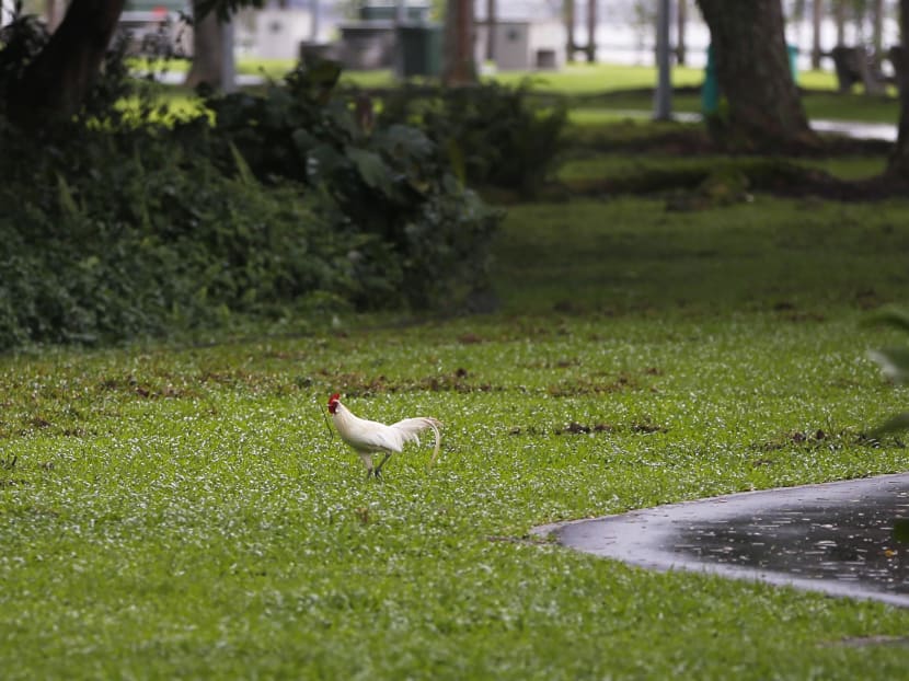 The Big Read: As animal encounters hit the headlines, a divide opens up