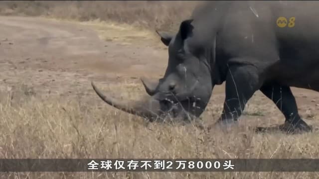 保育人员采取多种措施 让野生动物免受伤害