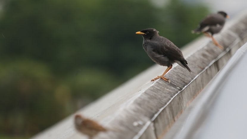 S$3,000 fine for ‘recalcitrant bird feeder’ who fed wild doves, mynahs from her car