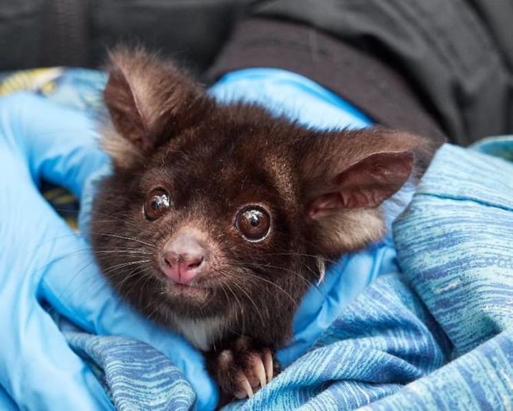 Don't feel hungry when it’s hot? Some animals in Australia are starving as climate change drives up temperatures