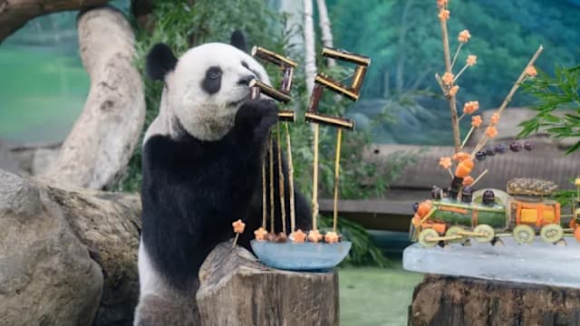 台北大熊猫“圆圆”庆生 享用特制“生日蛋糕”