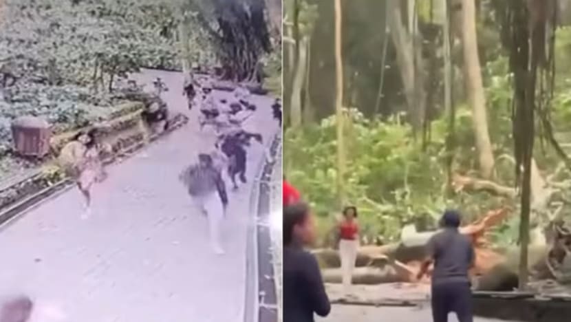 2 pelancong maut, 1 cedera parah dihempap pokok tumbang di Bali 