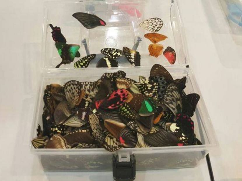 Wings of butterflies harvested and sold for S$5. Photo: Butterflies of Singapore Facebook group