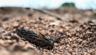 Thailand’s mega maize farms: The cost of feeding the world’s appetite for meat | Video