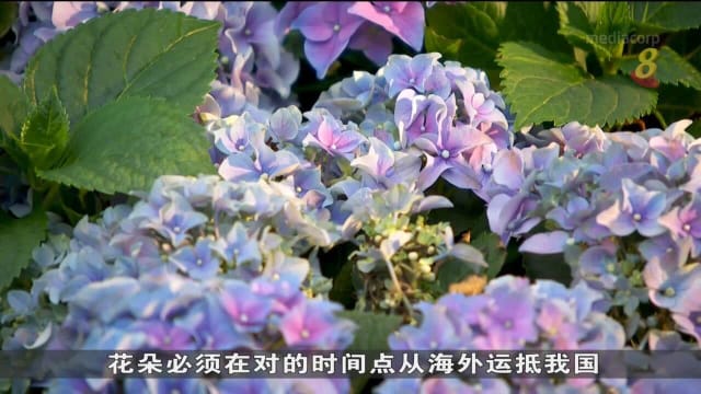 滨海湾花园自种植物从疫情前的三成激增到八成