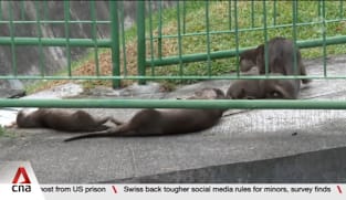 Otter spotters: Meet the people who count Singapore's otter population 