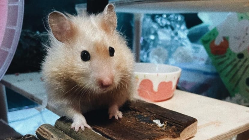 Are hamsters at higher risk of COVID-19 and should they be routinely tested in Singapore? Are hamsters at higher risk of COVID-19 and should they be routinely tested in Singapore?