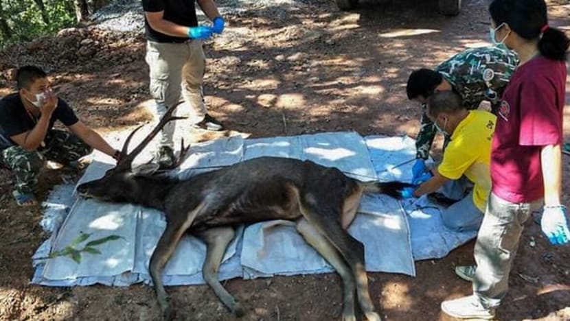 Rusa ditemui mati di Thailand, telan 7kg beg plastik Rusa ditemui mati di Thailand, telan 7kg beg plastik