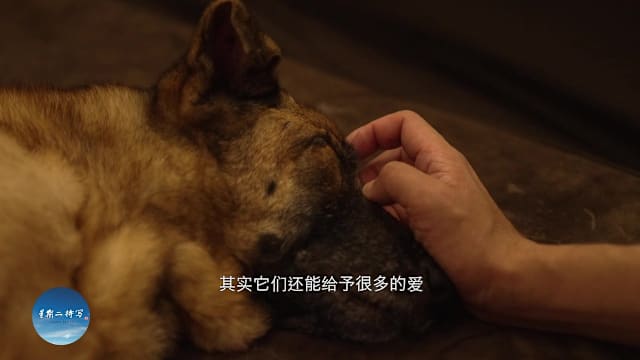 星期二特写 | 预告：来不及说再见 - 毛小孩毕业