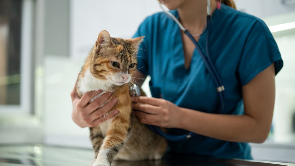 Over 24,000 pet cats licensed since start of scheme, authorities to ramp up free microchipping services