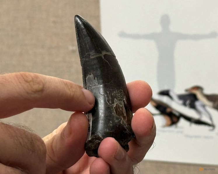 Tooth study shows T. rex was warmblooded, with human-like temperature