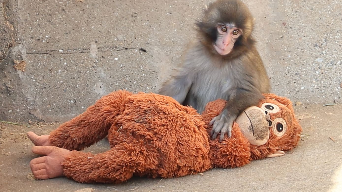 被母弃养日本小猴紧抱玩偶 网民：心酸又可爱