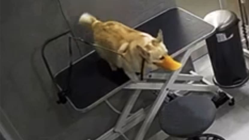 Pet grooming salon 'distraught' at death of dog allegedly found hanging by its own leash; NParks probing