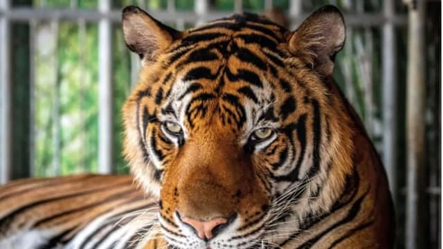 清迈72只老虎死亡 生鸡肉或是元凶