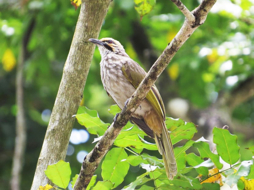 Numbers of endangered bulbuls show slight rebound on Pulau Ubin