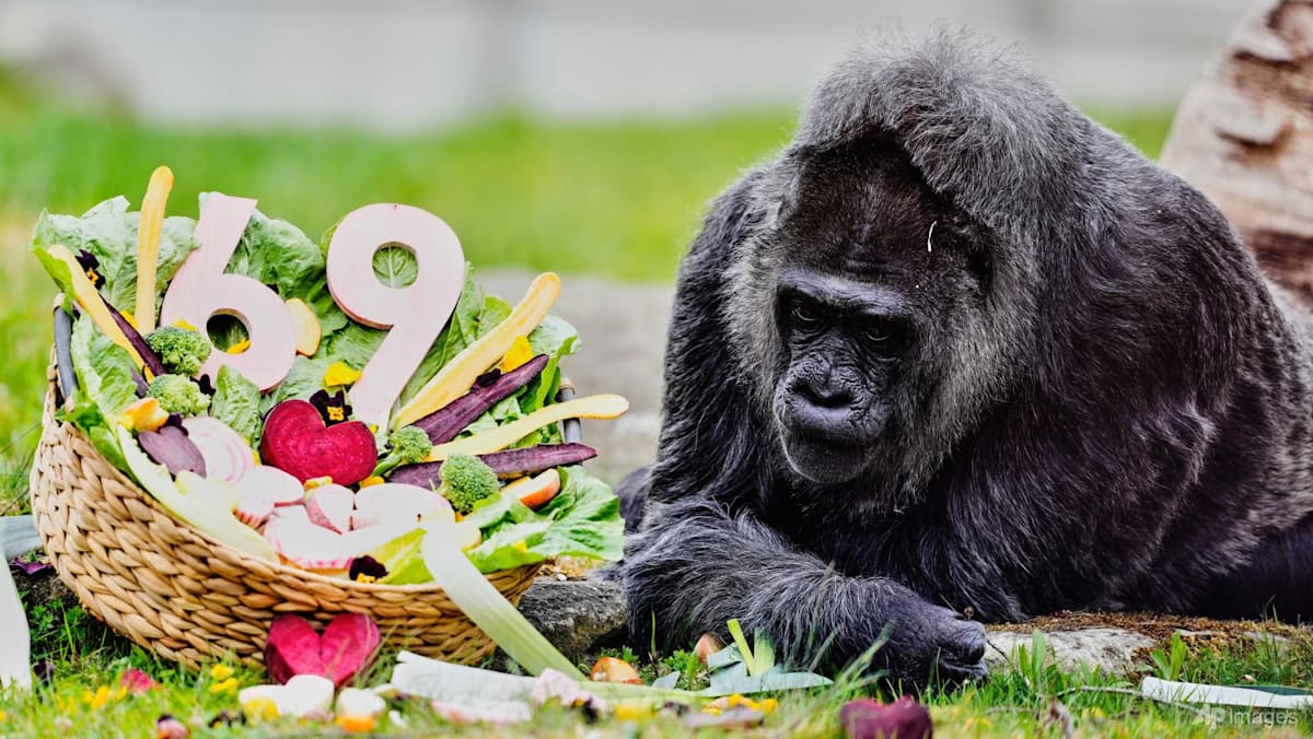 Happy 69th birthday to Fatou, the world's oldest gorilla living in captivity