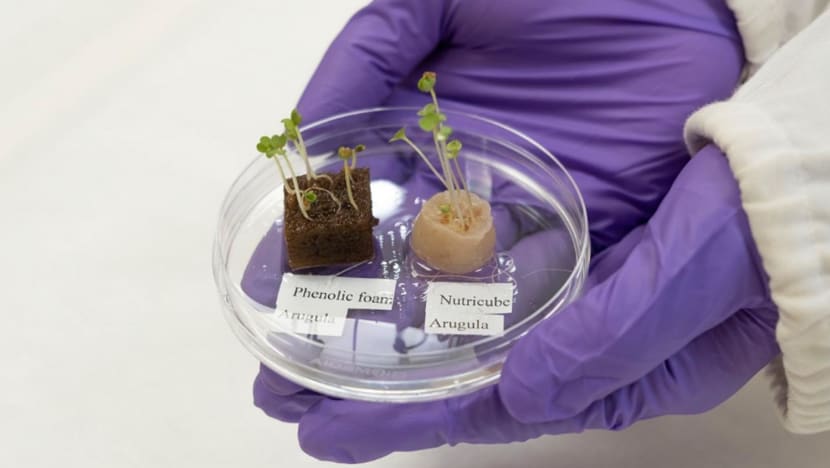 Would you eat vegetables grown from hair? Scientists discover new way to grow greens from discarded hair