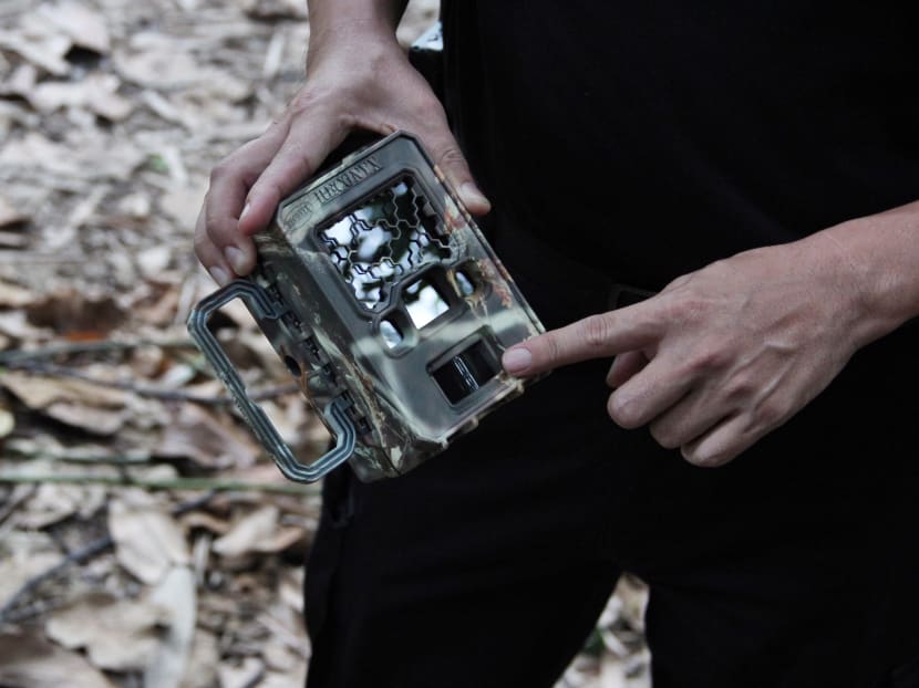 Rat infestation: AVA to continue with stray dog control operations