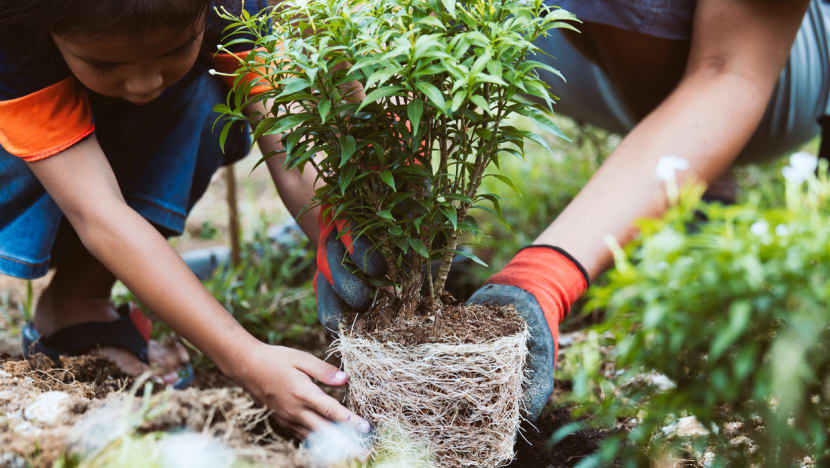 Commentary: Teaching children to care about the environment starts at home Commentary: Teaching children to care about the environment starts at home
