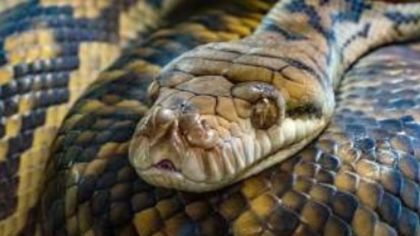 Haiwan pun cari tempat sejuk dek cuaca panas sekarang