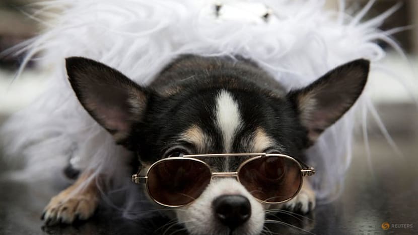 Doggie diversity in size and shape began at least 11,000 years ago