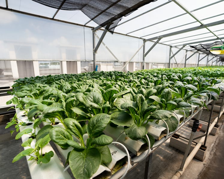 Singapore farms can tap one-off SFA grant to cope with rising costs