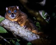 A community's fight to protect Indonesia's blue-eyed cuscus 