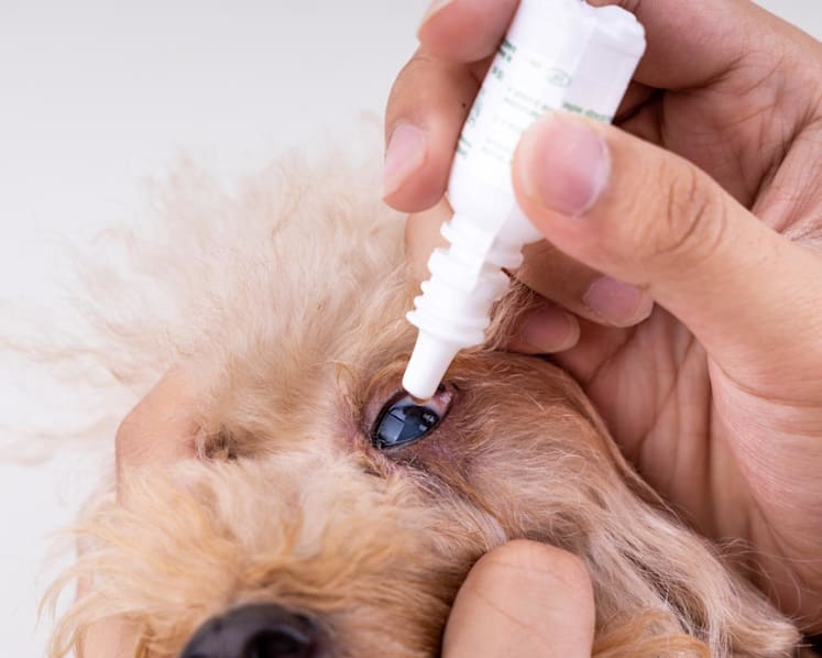 Vets, researchers dispute claims of lanosterol eye drops curing cataracts in dogs