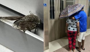 Gambar Pilihan Hari Ini