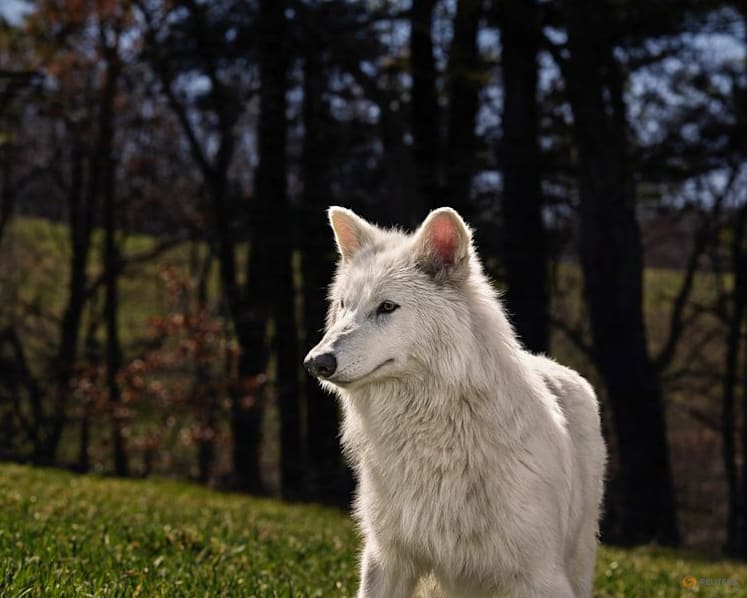 Commentary: ‘De-extinct’ dire wolves hide humanity’s destruction of nature