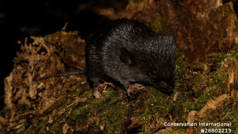 'Amphibious mouse' among 27 new species discovered in Peru's Amazon 'Amphibious mouse' among 27 new species discovered in Peru's Amazon
