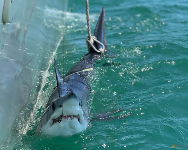 Scientists turn to sharks to improve hurricane predictions
