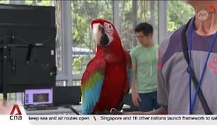 AVS advises against free-flying parrots outdoors due to safety concerns