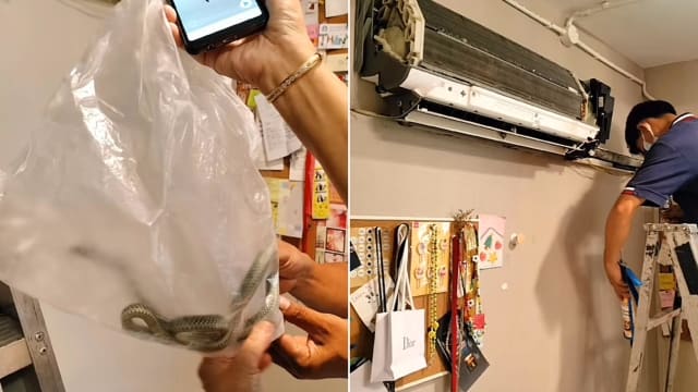 冷气不断有声响 泰国技工从里头掏出七条蛇