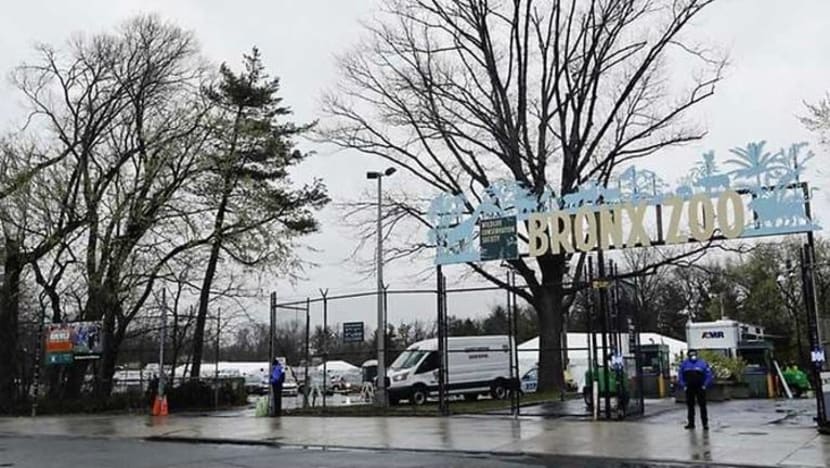 Harimau diuji positif COVID-19 di Taman Haiwan Bronx