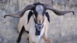 Related article image