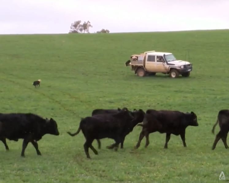 New EU deforestation law has wider impact on countries beyond region, including livelihoods of Australia’s farmers