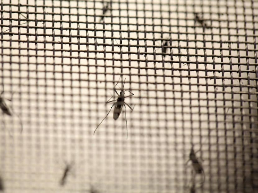 4 dengue deaths in past month: MOH, NEA