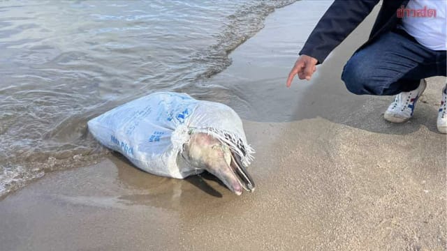 海豚被捆化肥袋中搁浅泰国海滩 疑有人故意为之