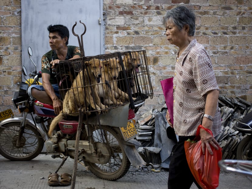 A woman walks past a dog vendor waits for buyers next to the dogs in a cage for sale at a market during a dog meat festival in Yulin in southern China on Tuesday, June 21, 2016. Photo: AP