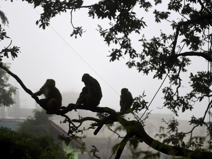 In this photograph taken on Aug 30, 2020, monkeys sit on a tree next to a residential area in Shimla. Thousands of monkeys are menacing the historic Indian city of Shimla, where sterilisations and illegal poisonings have failed to blunt their frequent attacks on tourists and farms. In this photograph taken on Aug 30, 2020, monkeys sit on a tree next to a residential area in Shimla. Thousands of monkeys are menacing the historic Indian city of Shimla, where sterilisations and illegal poisonings have failed to blunt their frequent attacks on tourists and farms.