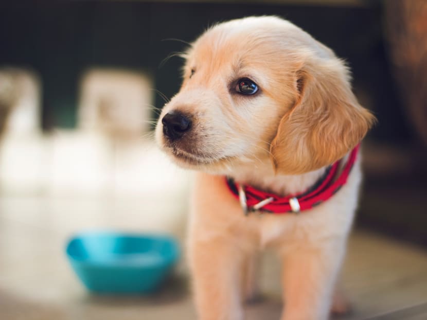 The fenbendazole craze started in early September after a South Korean YouTube channel introduced a story about Mr Joe Tippens, an Oklahoma man who claimed the dog medicine saved him and others from succumbing to cancer.